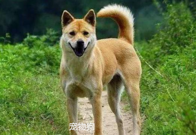 这货是个中型犬.我家专