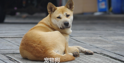 曲靖麒麟区宠物狗及价格