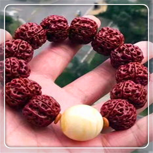 斗鱼金刚菩提图片金刚菩提照片