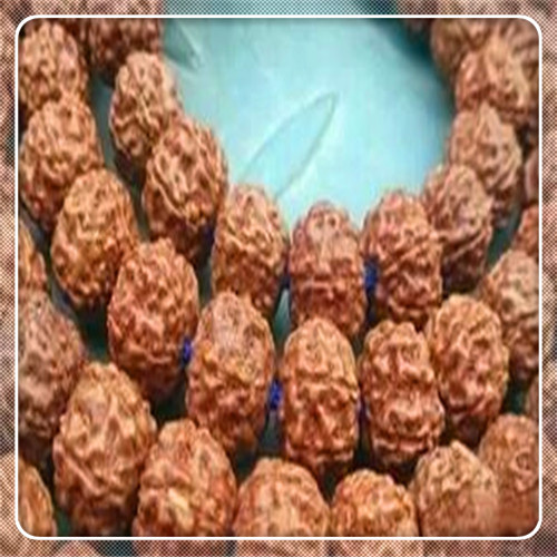 金刚菩提价格和图片小金刚菩提价格