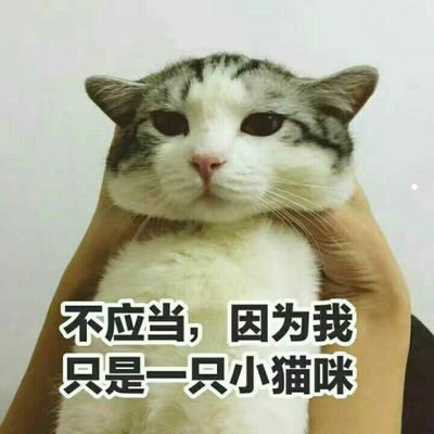 养猫一个月大概要花多少钱 作为十大最好养宠物之一的猫咪,品种很多