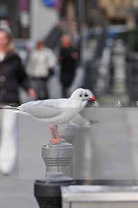 苍南法院戴乃晓