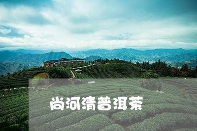 尚河清普洱茶/2023061164938