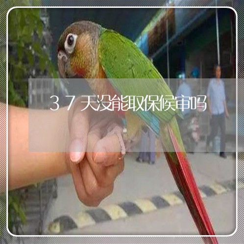 37天没能取保候审吗