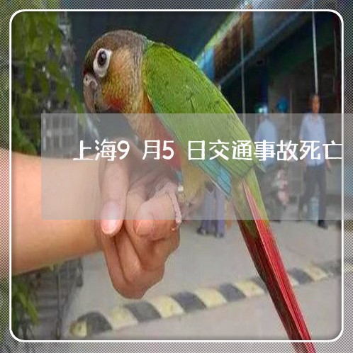 上海9月5日交通事故死亡/2023032027361