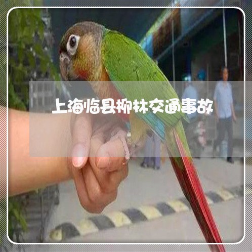上海临县柳林交通事故/2023021483724 上海临县柳林交通事故/2023021483724