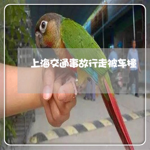 上海交通事故行走被车撞/2023022858371 上海交通事故行走被车撞/2023022858371