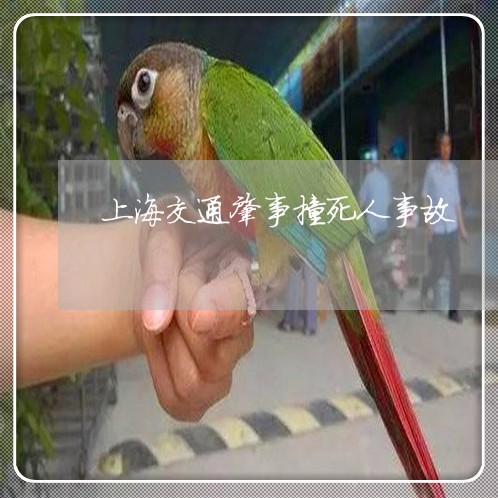 上海交通肇事撞死人事故/2023022857249 上海交通肇事撞死人事故/2023022857249