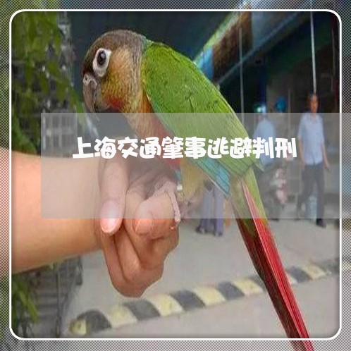 上海交通肇事逃避判刑/2023021295140 上海交通肇事逃避判刑/2023021295140