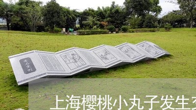 上海樱桃小丸子发生交通事故/2023032550592