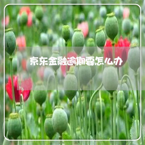 京东金融逾期要怎么办