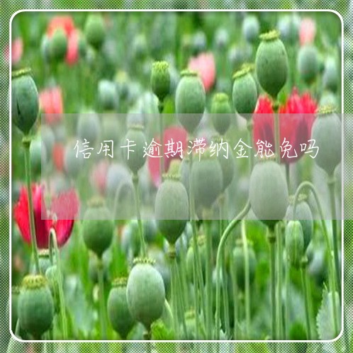 信用卡逾期滞纳金能免吗 信用卡逾期滞纳金能免吗
