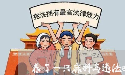 养了一只麻料鸟违法吗