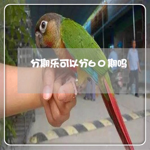 分期乐可以分60期吗/2023022756583 分期乐可以分60期吗/2023022756583