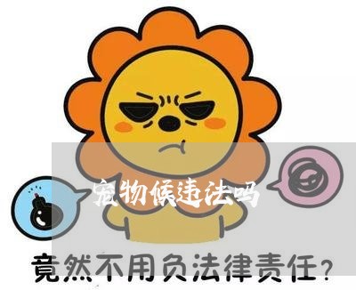 宠物候违法吗