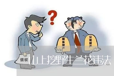 山上挖野生兰花违法 山上挖野生兰花违法