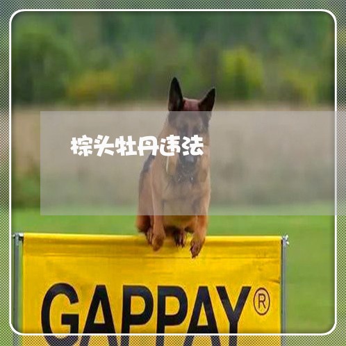 棕头牡丹违法