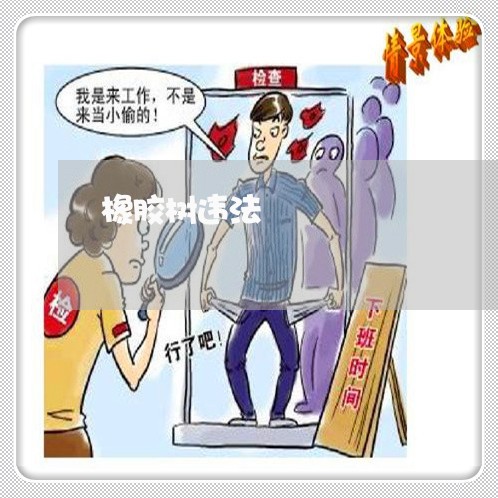 橡胶树违法