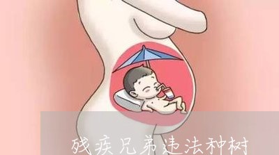残疾兄弟违法种树