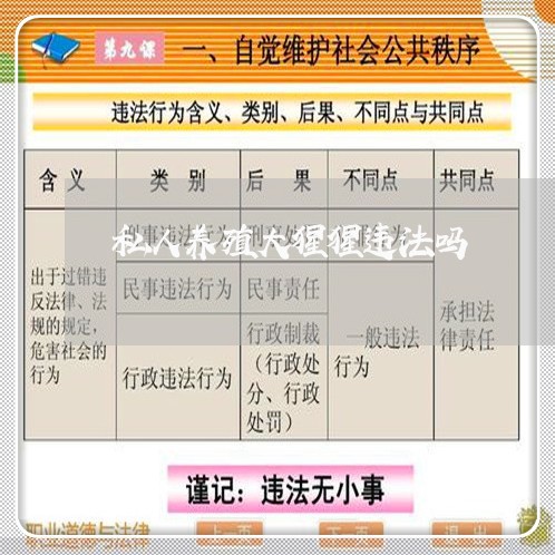私人养殖大猩猩违法吗 私人养殖大猩猩违法吗
