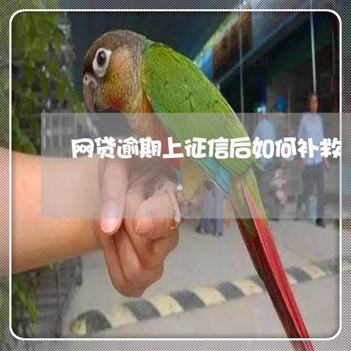 网贷逾期上征信后如何补救/2023022629503 网贷逾期上征信后如何补救/2023022629503
