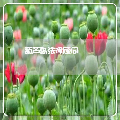 葫芦岛法律顾问 葫芦岛法律顾问