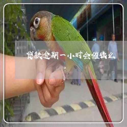 贷款逾期一小时会催收么