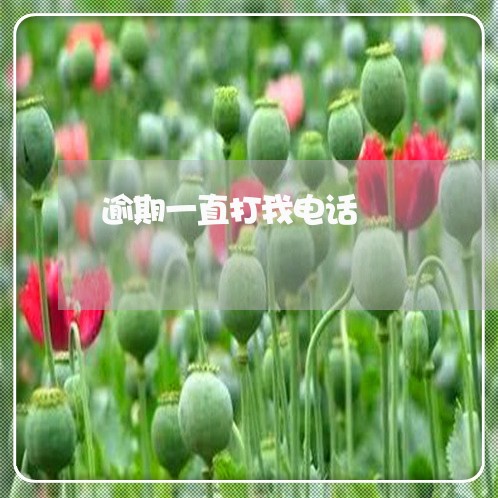 逾期一直打我电话