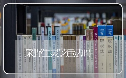 采野生灵芝违法吗
