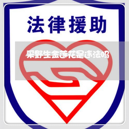 采野生金莲花是违法吗 采野生金莲花是违法吗