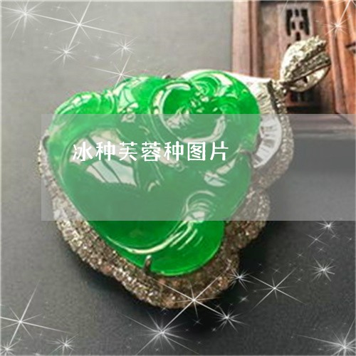 冰种芙蓉种图片/2023040519050