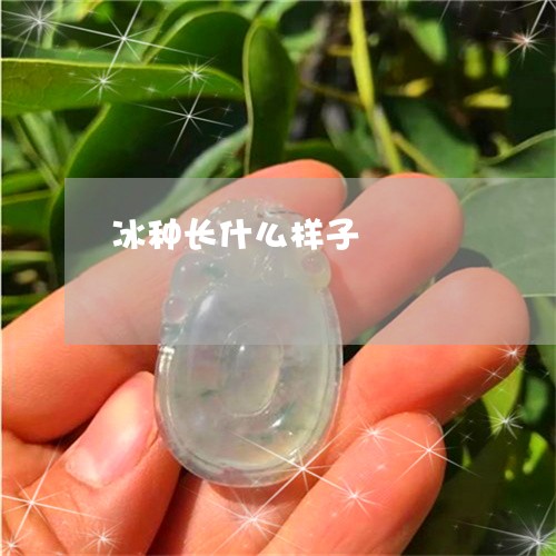 冰种长什么样子/2023040529289 冰种长什么样子/2023040529289
