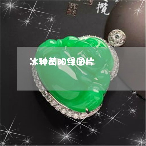 冰种黄阳绿图片/2023040545147 冰种黄阳绿图片/2023040545147