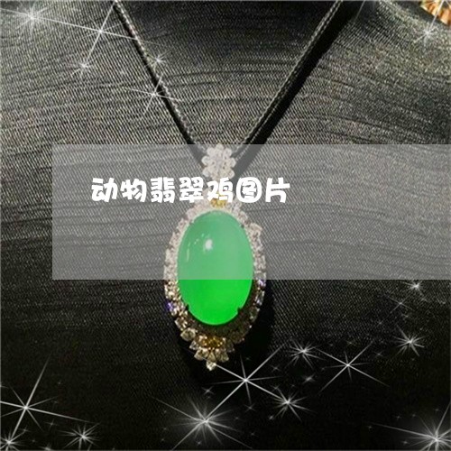 动物翡翠鸡图片/2023040408181