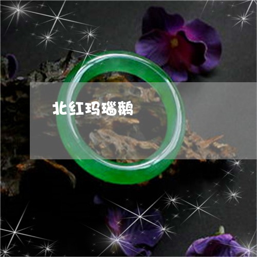 北红玛瑙鹅/2023071586927