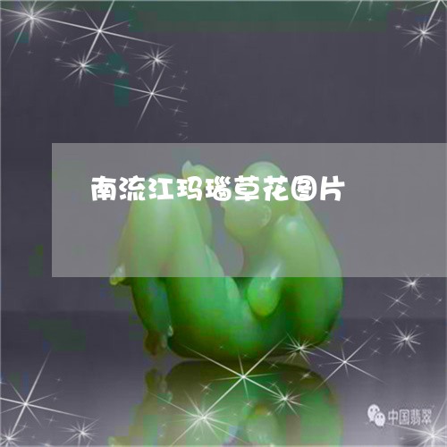 南流江玛瑙草花图片/2023042230380 南流江玛瑙草花图片/2023042230380