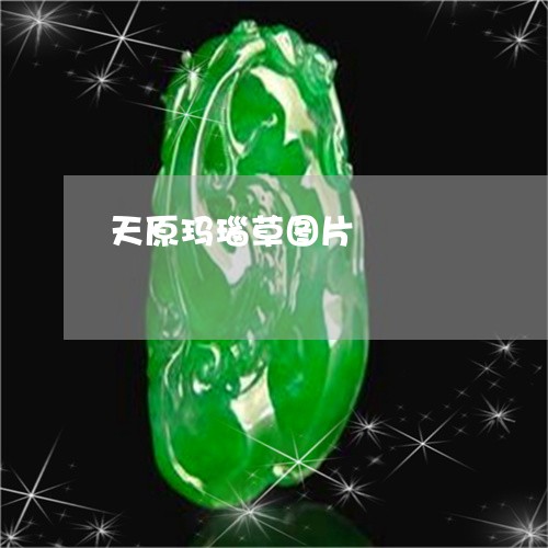 天原玛瑙草图片/2023040482725