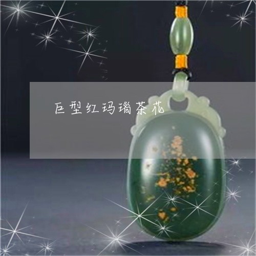 巨型红玛瑙茶花/2023040331571