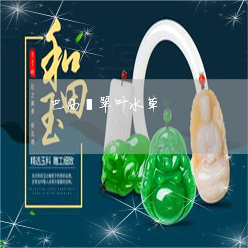 巴西翡翠叶水草/2023040363502 巴西翡翠叶水草/2023040363502