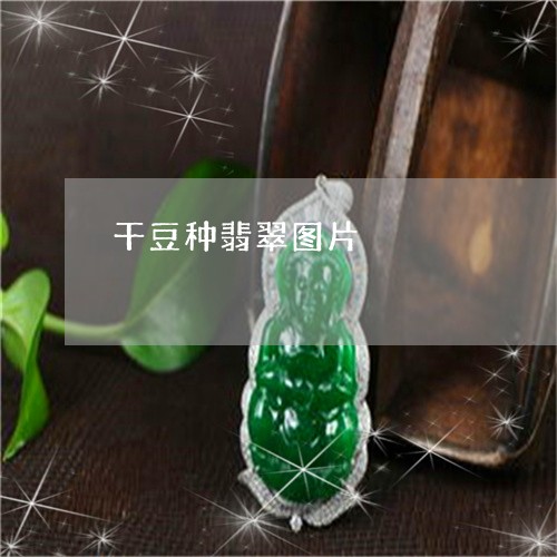 干豆种翡翠图片/2023040362613 干豆种翡翠图片/2023040362613