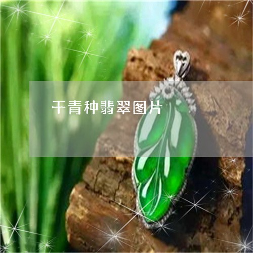 干青种翡翠图片/2023040383805