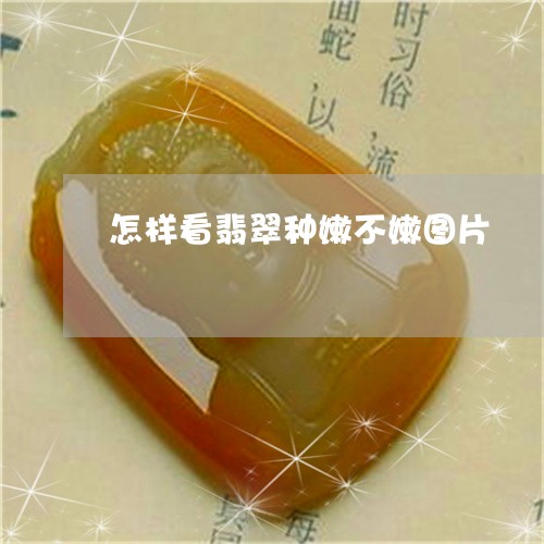 怎样看翡翠种嫩不嫩图片/2023061837269