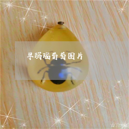 早玛瑙葡萄图片/2023040274949 早玛瑙葡萄图片/2023040274949