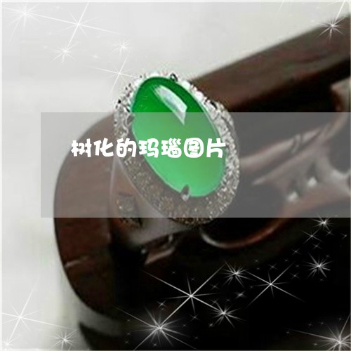 树化的玛瑙图片/2023040144958