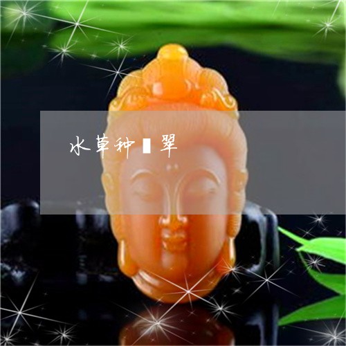 水草种翡翠/2023071525027