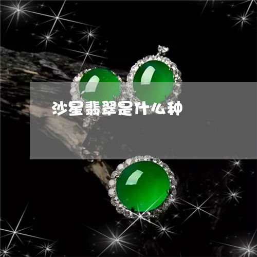 沙星翡翠是什么种/2023031916369