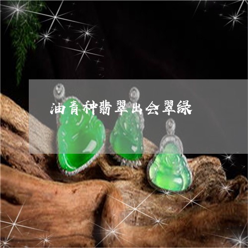 油青种翡翠出会翠绿/2023041527171