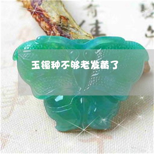 玉镯种不够老发黄了/2023041395048