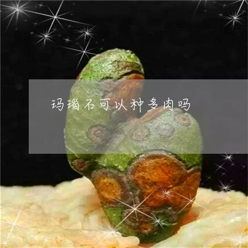 玛瑙石可以种多肉吗/2023041349280 玛瑙石可以种多肉吗/2023041349280