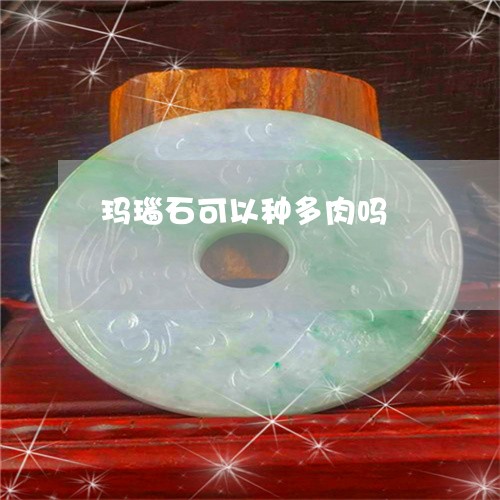 玛瑙石可以种多肉吗/2023041361927 玛瑙石可以种多肉吗/2023041361927